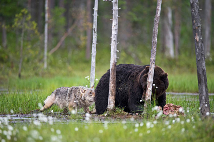 rare-animal-friendship-gray-wolf-brown-bear-lassi-rautiainen-finland-18