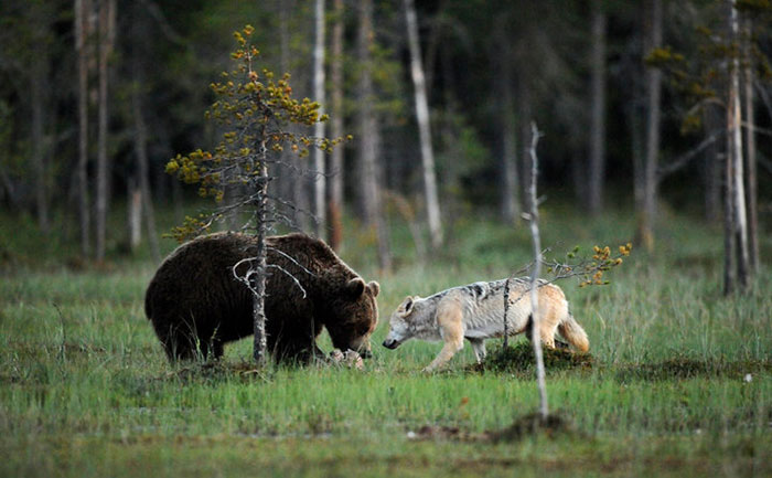 rare-animal-friendship-gray-wolf-brown-bear-lassi-rautiainen-finland-14