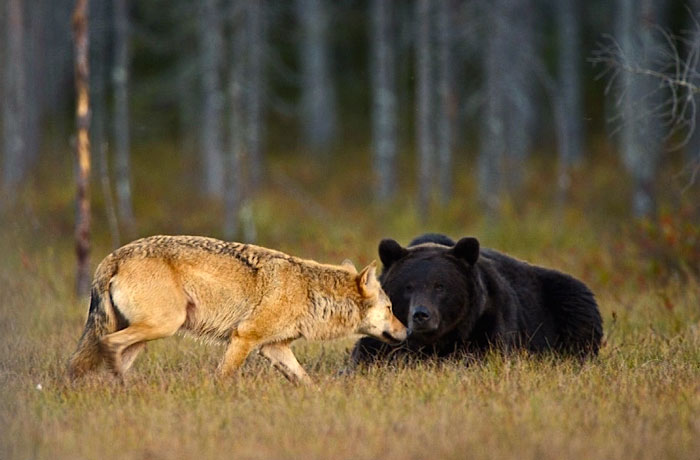 rare-animal-friendship-gray-wolf-brown-bear-lassi-rautiainen-finland-15